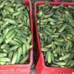 Cucumber1