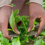 Tea_Cutter